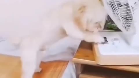 smart dog training