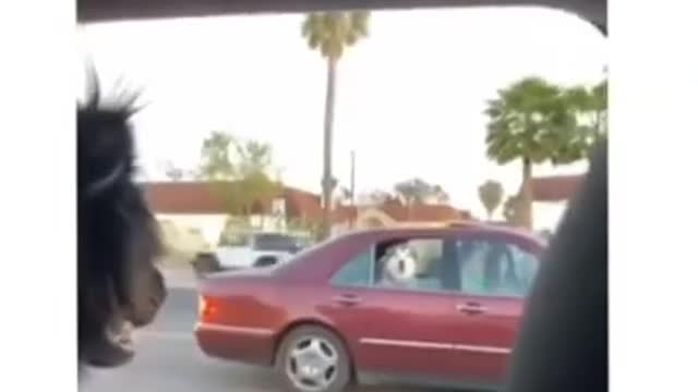 cute funny husky dog enjoying -1