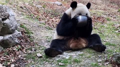 Panda animal national of Chinese