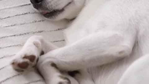 dog|dog videos|funny dogs|shorts