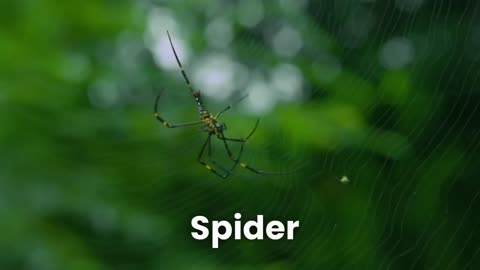 100 ANIMALS FOR KIDS _ Discovering the Fascinating Animal World for Kids, Toddler and Preschooler