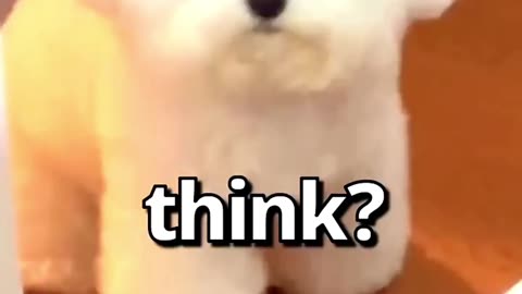 How WOULD You RATE this 🐶 |Wholesome Animals