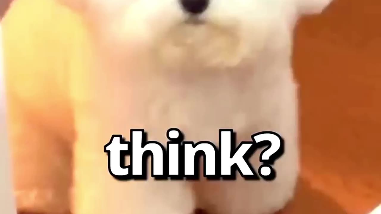 How WOULD You RATE this 🐶 |Wholesome Animals