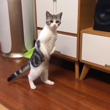 What lonely cats usually does