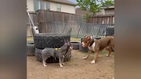 when your cat's got something very important to say funniest animals