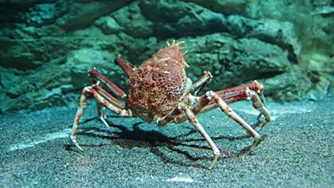 Giant Japanese spider crab- (Macrocheira kaempferi)