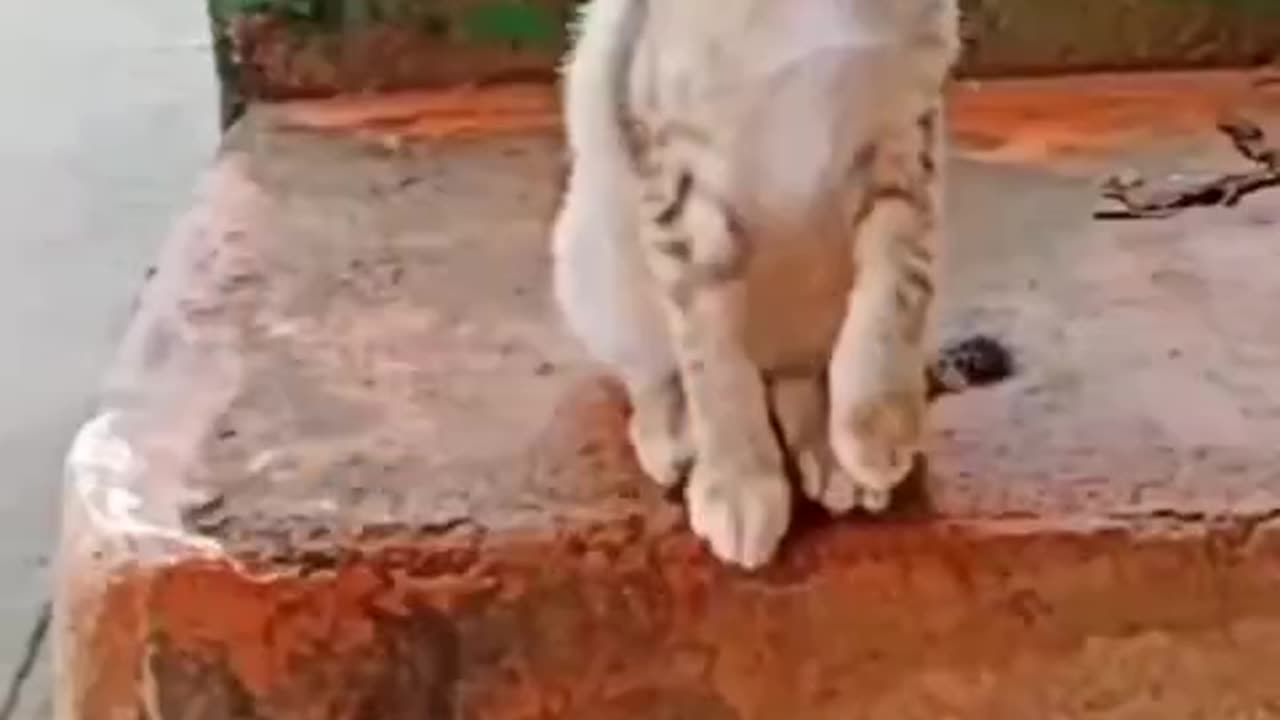 😻cat is drink😻 so funny video cat