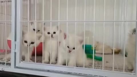 The little white cat just opened its eyes