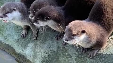 Wait for it .... they know when dinner is ready at the zoo