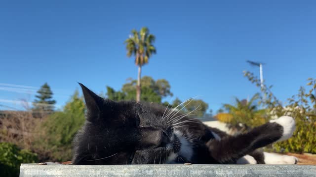 Playful Black Cat