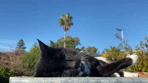 Playful Black Cat