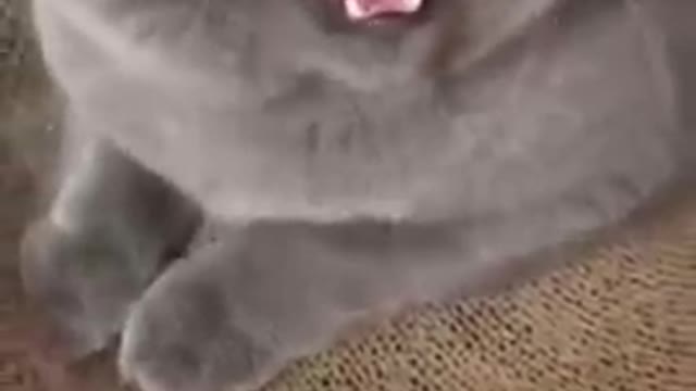 Cut cat video #cat traning #cat enjoy video