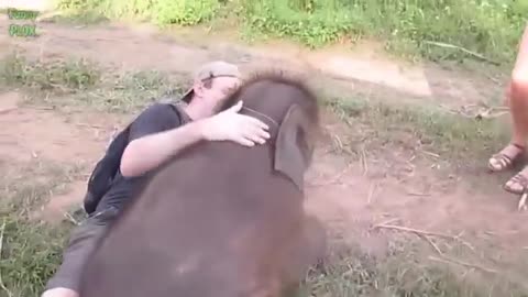 wildlife# elephant video# intresting video