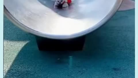 Cute puppies playing 01