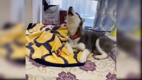 Dogs are playing with humans very cute moment watch them and make your day