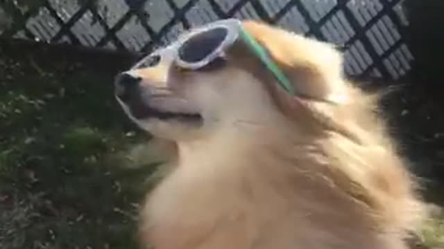 Small brown dog with blue glasses on