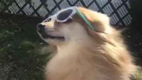 Small brown dog with blue glasses on