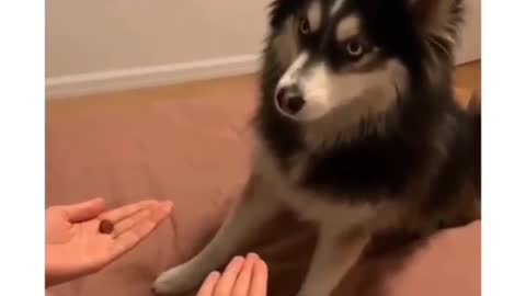 Dogs are Cute