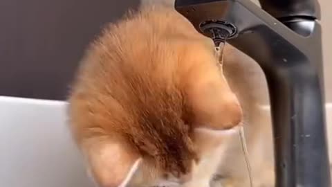 funny cat