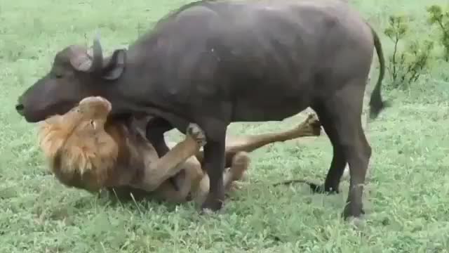 STRUGGLE BETWEEN LION AND BUFFALO [WHO WILL WIN?]