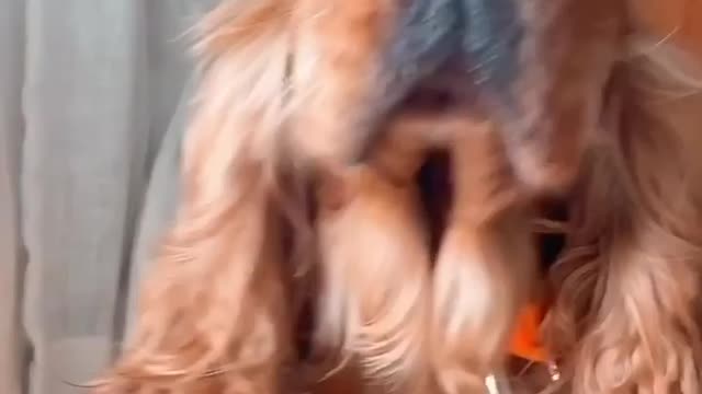 Disha Patani Playing With Her Cute Dog