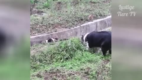 VERY FUNNY cats and dogs being crazy...