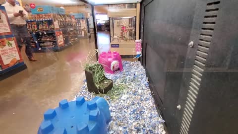 EXPLORING PETSMART ANIMAL FRIENDS - SUPER PETS