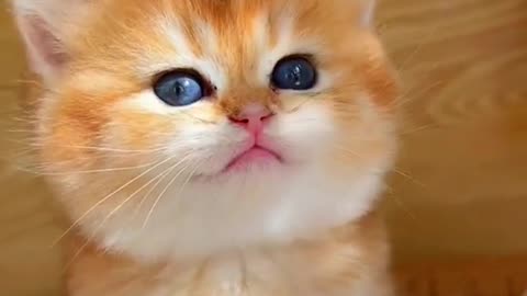 meow meow sound my cat.