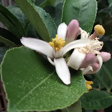 Lime flowers