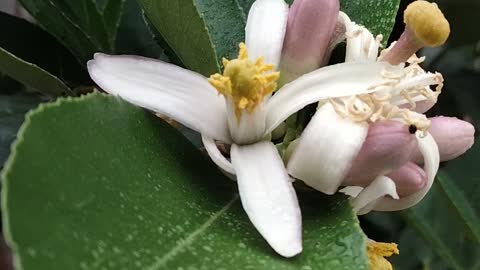 Lime flowers