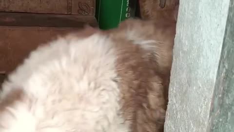 Intelligent dogs