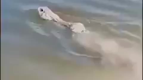 Bunny loves to swim