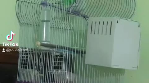 Accouplement d'oiseaux