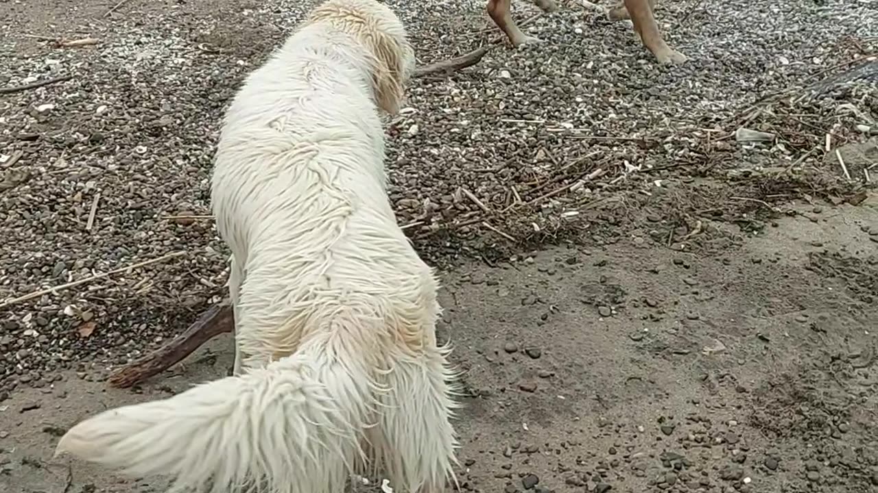 Two big swimmers