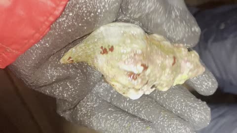 Conch