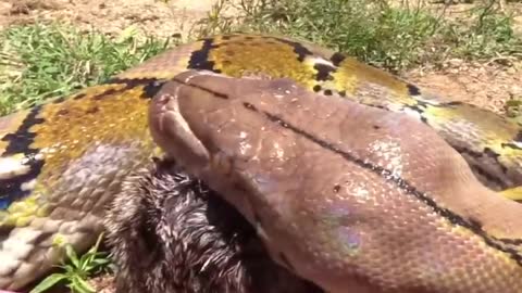 8 Amazing facts about snake