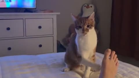 Comedy cat 😺😺😺