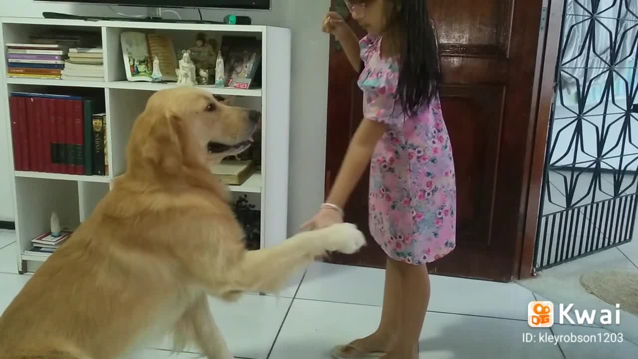 GOLDEN RETRIEVER BREED VERY DOCIL MASCOT BRUCE