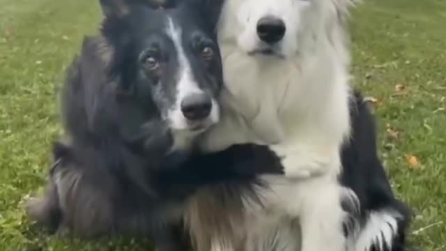 Affectionate two shepherd dogs