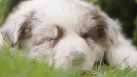 A cute little puppy sleeps under a tree - face closeup