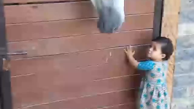 Horses video-funny big horses video