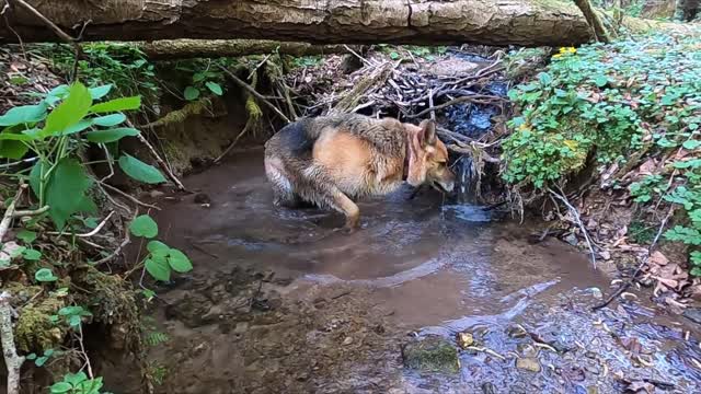 German Shepherd Rex never gets bored
