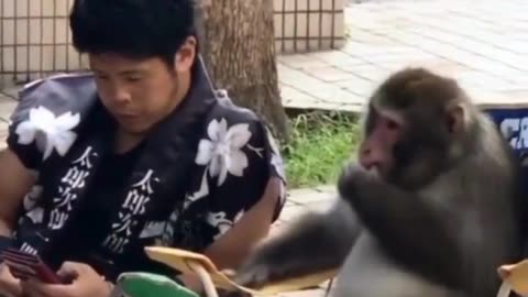 Best Buds: Man and Monkey Share Secrets and Screens! 🐒👨📱👂🤣💬