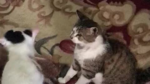 Fany cate fany