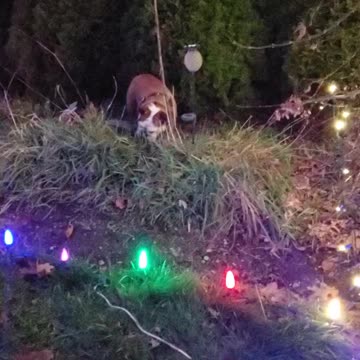 Bulldog in the bushes