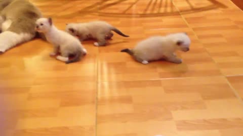 40 minutes of fluffy joy, with positive music.