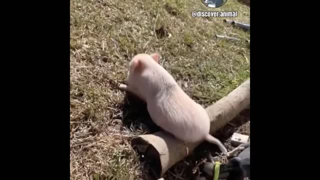 two cats are sharing milk together