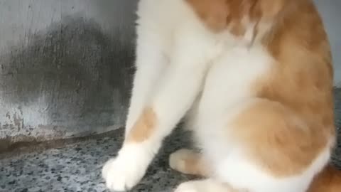 Pet cip yellow cat