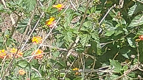 Butterflies... God's gift!