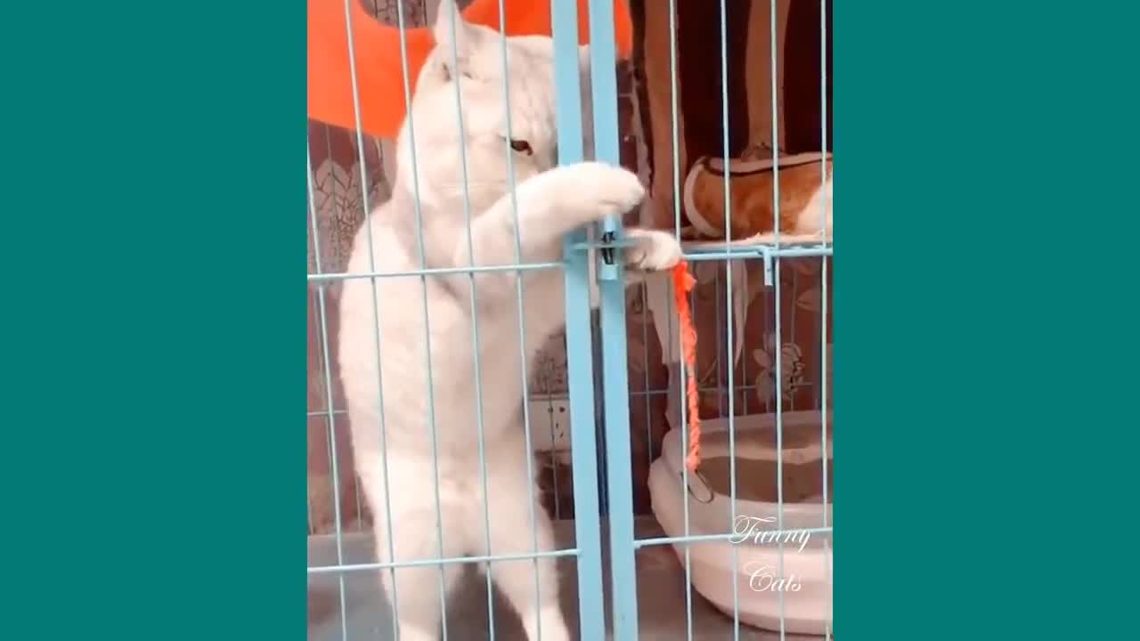 Funny Cats Cute Videos Compilation 33333